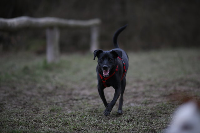 Hier ist er, Louis, der liebste Hund von Wien! Leider macht mein Liebling außer Konkurrenz mit, weil er weder 2 noch 4, sondern genau 3  Beine hat ;-)