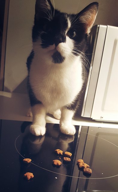 lecker Keksi 