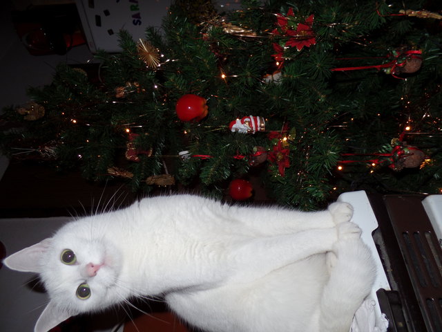 Auch Katzendame Lilli, liebt Überraschungen ...
