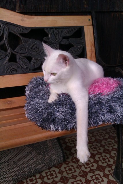 miau - es gibt nichts herrlicheres, als zu relaxen...