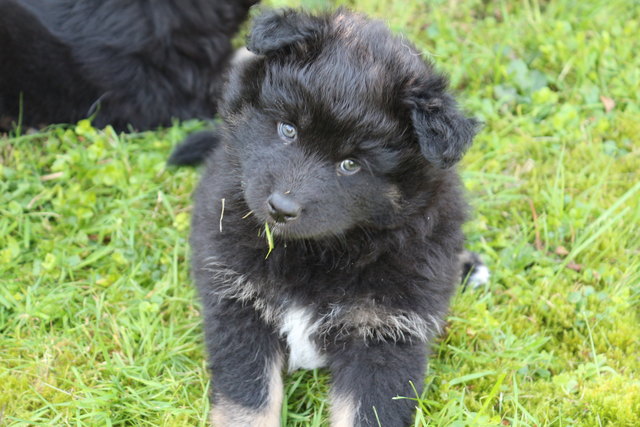 Unser "Bärli" CORA