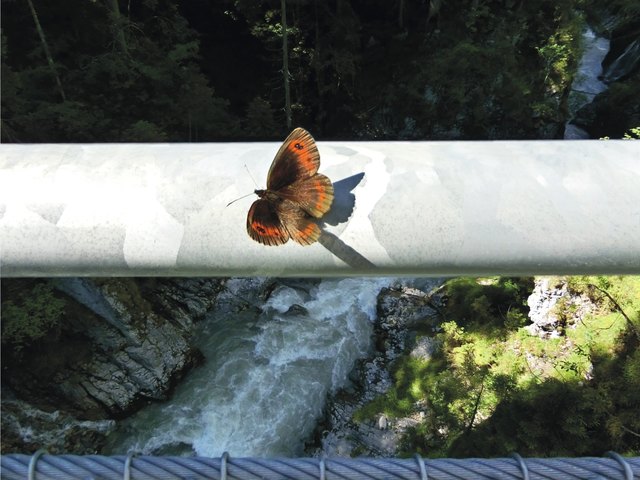 sonnt sich am Geländer der Namloser Hängebrücke über der Rotlechschlucht