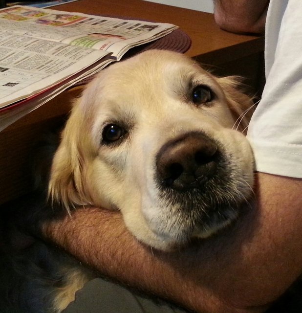 Schmussehund