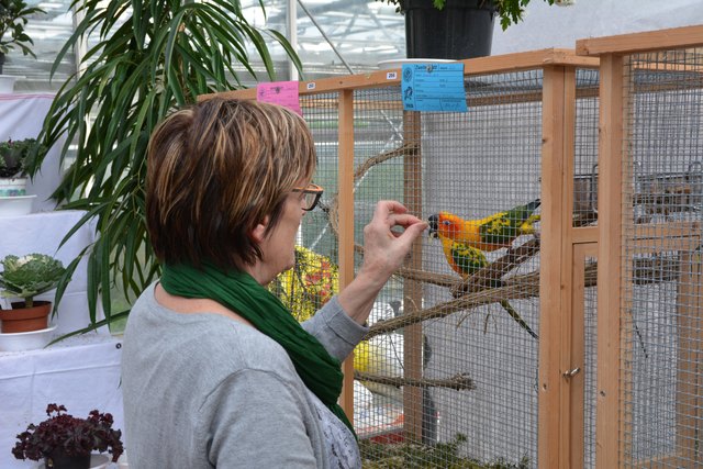 Imster Vogelzüchter mit attraktiver Vogelschau in der Gärtnerei Bair - Imst
