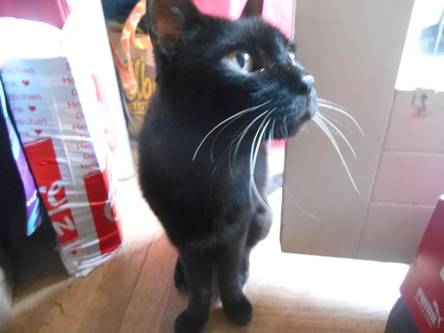 BASTI, eine Mischung aus Panther und Seehund!