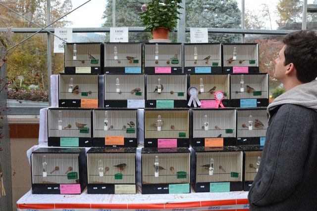 Imster Vogelzüchter mit attraktiver Vogelschau in der Gärtnerei Bair - Imst
