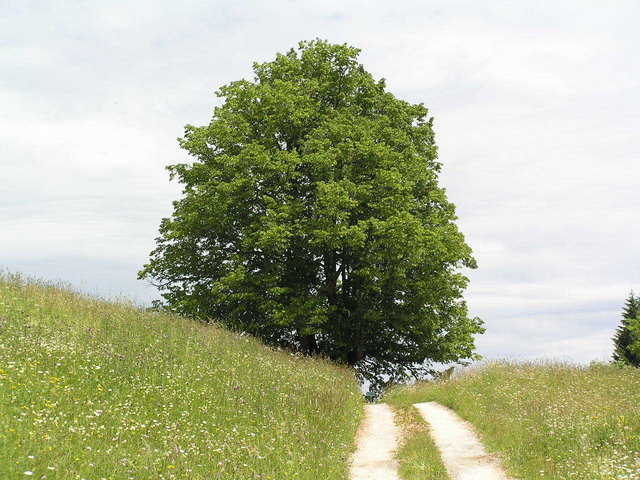 Die Sommerlinde ist eine Landmarke im Preintal.