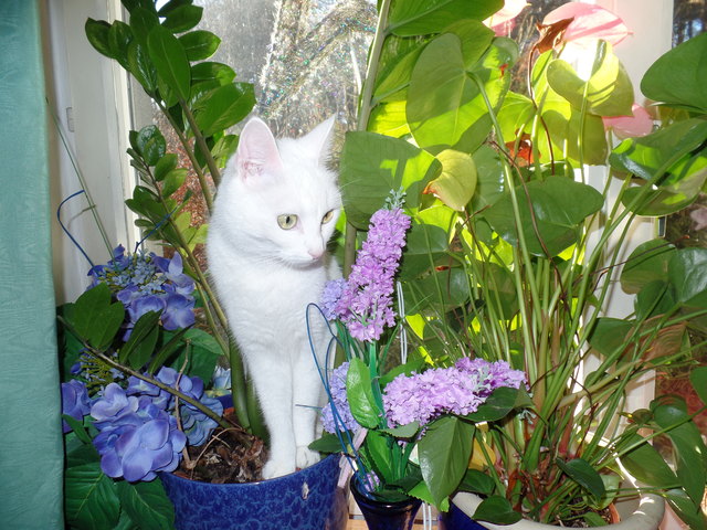 Lilli - die Fensterguckerin ...