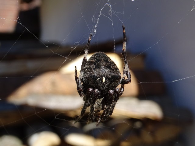 sie ist schwarz/grau/braun gemustert