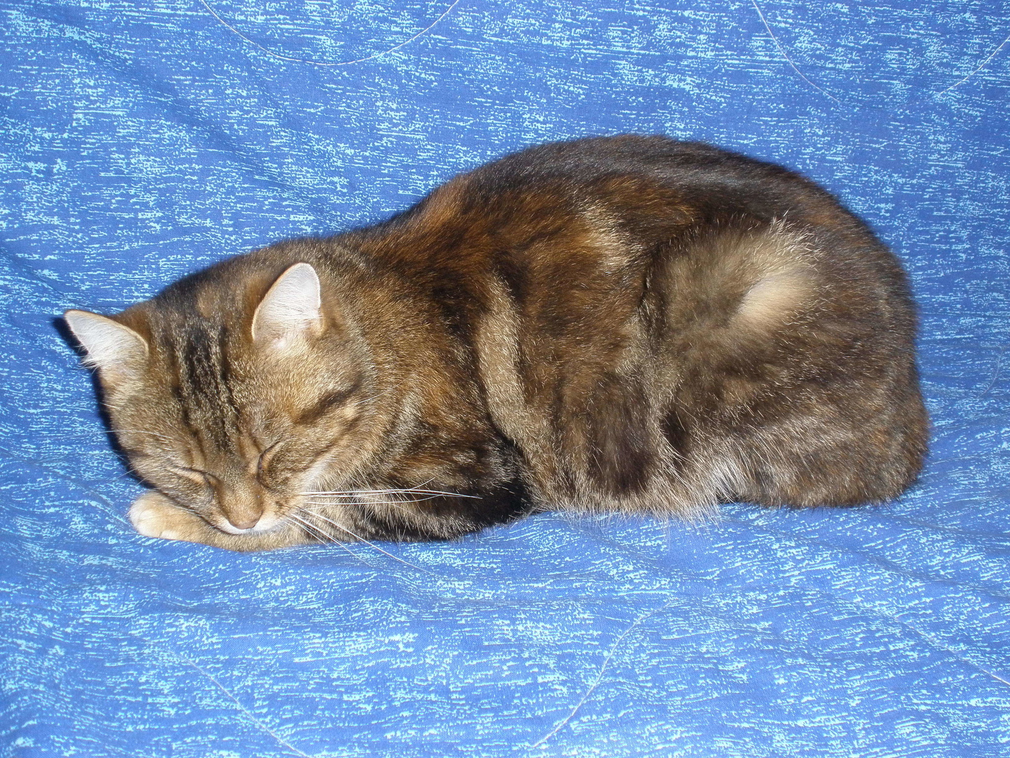 Katze Macht Milchtritt Auf Mir