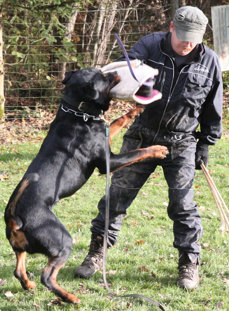 Dem Hund geht es um das Ergattern des auf der Hand getragenen Sportschutzes