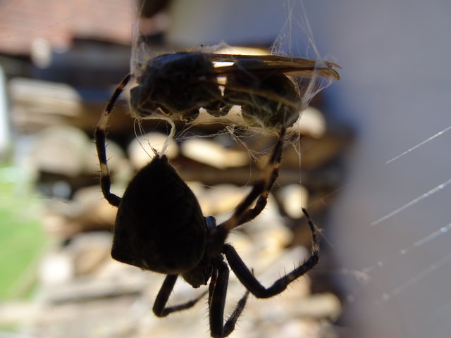 Nylonstrümpfe könnte man daraus machen