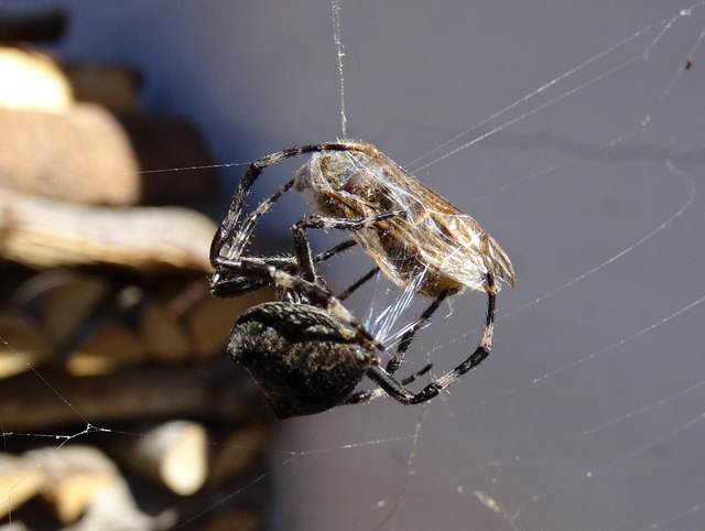 .. die Fäden spannen und dann fest verschnüren...
