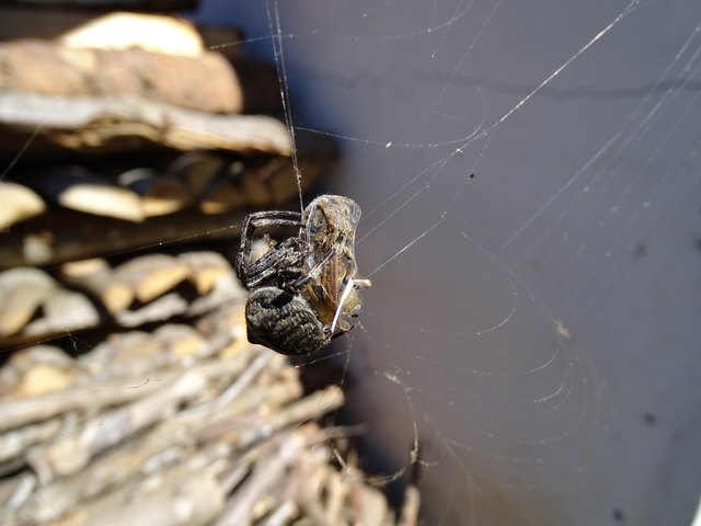 Jetzt festknoten. Fertig! Abendessen ist gesichert!