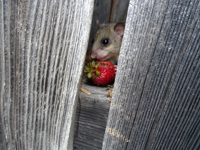Leider etwas unscharf - aber ich MUSS es euch zeigen
