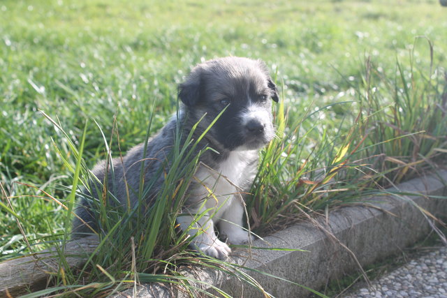 Hundewelpen