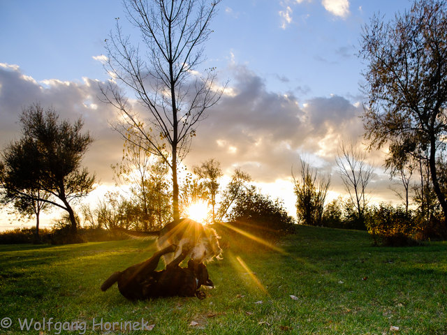 Loki und Faust spielen im Sonnenuntergang in der Hundezone Neusiedl am See