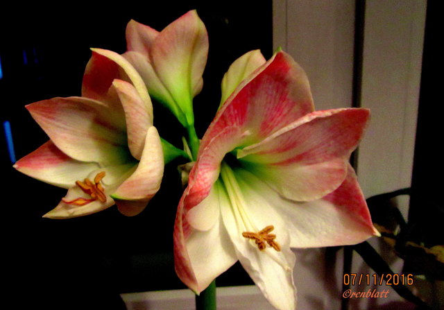 Amaryllis