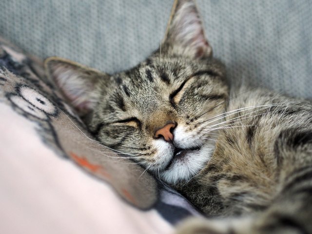 Kater Strizzie schläft gern, lang und am liebsten auf der Couch!