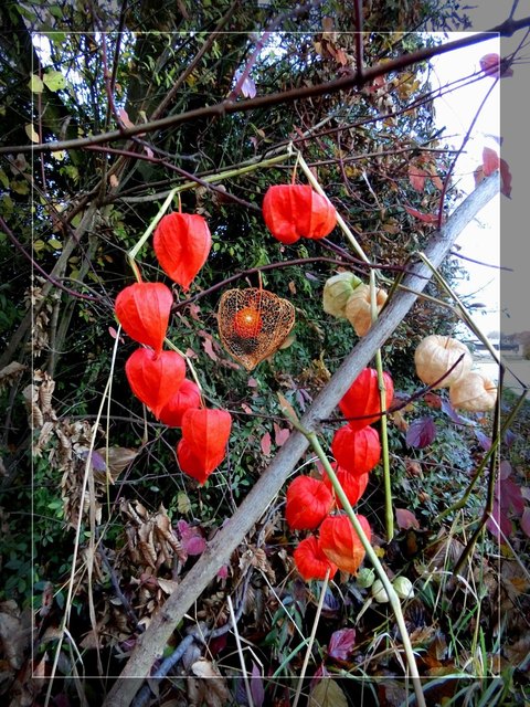Lampionblume oder Physalis