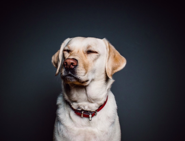 Ein Labrador hatte in Villach plötzlich einen Giftköder im Maul