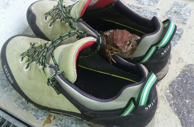 Frosch im Schuh von Seppl
