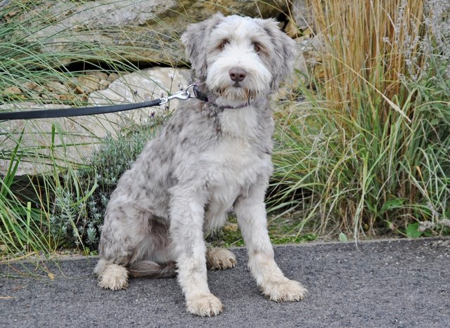 Hund In Mistelbach Thema Auf Meinbezirk At