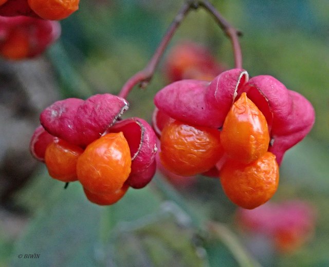 So kenne ich sie normalerweise ... die Pfarrerkapperl oder Pfaffenhütchen - Euonymus europaea