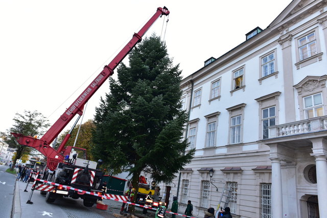 Anlieferung des Christbaum