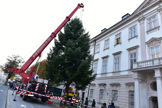 Anlieferung des Christbaum | Foto: Stadt Salzburg