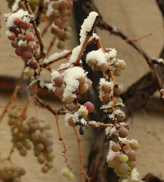 Noch nicht ganz reif und schon ist Winter!
