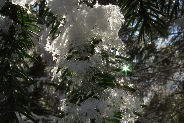 Schneekristalle und Fichtennadeln... eine bezaubernde Wirkung durch die Sonnenstrahlen.