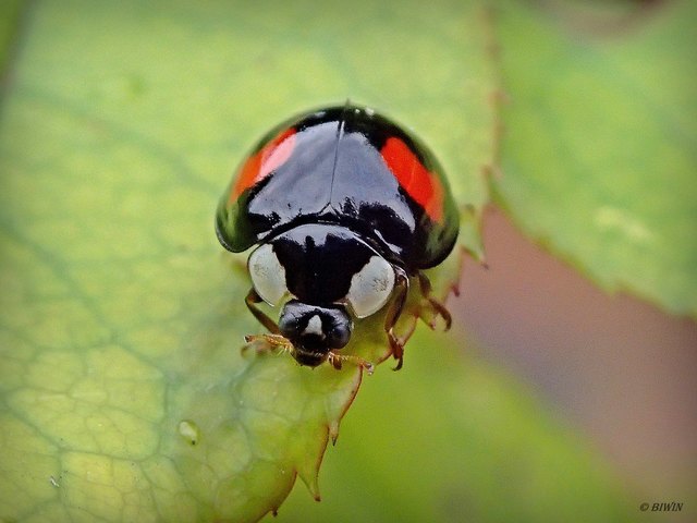 Asiatischer Marienkäfer