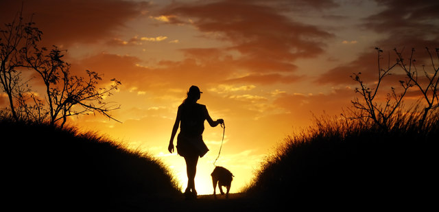 Leuchthalsbänder oder Leinen bieten beim Spaziergang im Dunkeln Sicherheit. | Foto: Prod.Numerik/Fotolia.com