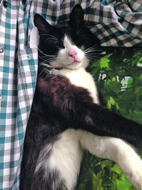 Dieser süße, schwarz-weiße Kater wird vermisst.