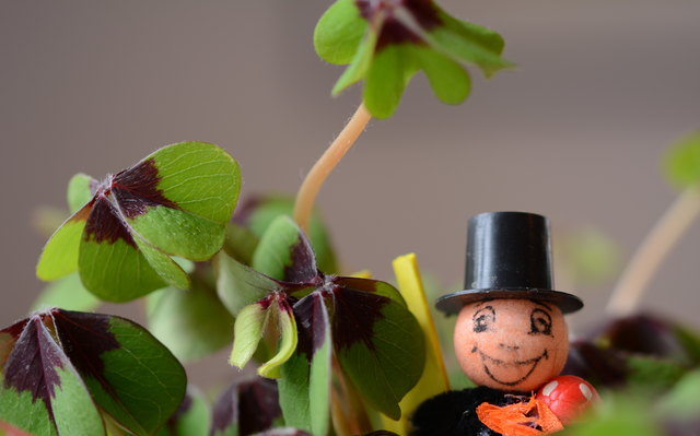 Vierblättriges Kleeblatt und Rauchfangkehrer sind beliebte Glücksbringer.