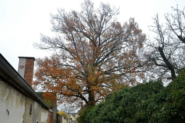 Die Traubeneiche von Saubersdorf