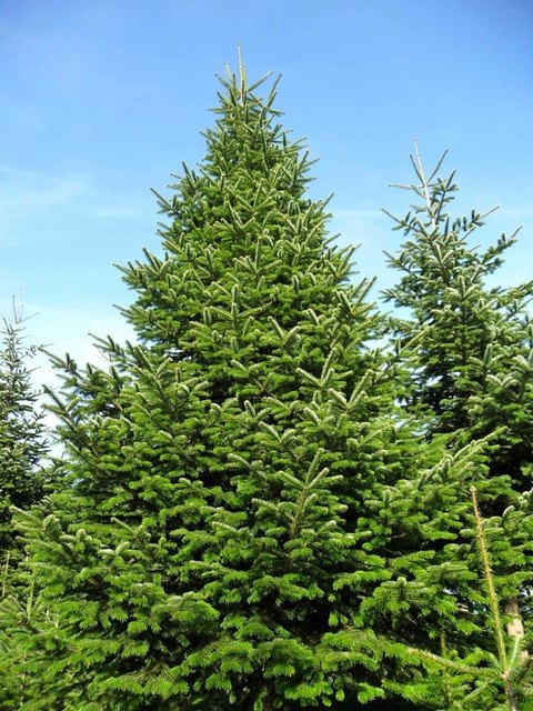 Die Nordmanntanne ist zur Zeit DER Christbaum. Wurden vor einigen Jahren noch "Exoten" wie die Coloradotanne, Koreatanne oder Frasertanne verkauft, findet man diese derzeit überhaupt nicht mehr oder nur mehr in Restbestänen, wie Stefan Krennbauer von Christbäume Krennbauer erklärt.