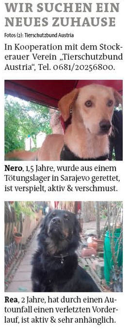 Nero und Rea suchen ein neues Zuhause!