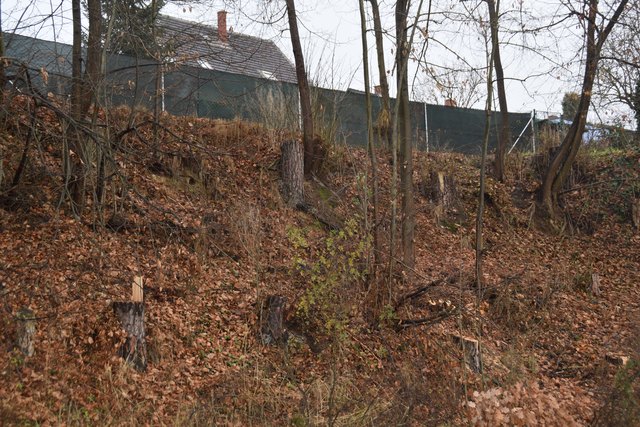 Anrainer klagen seit der Rodung der Bäume neben dem Stadion über Lärm und fehlenden Sichtschutz. Laut Stadtrat Alfred Sturm sollen schon morgen neue Bäume gepflanzt werden.