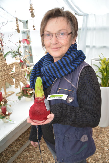 Eine pflegeleichte Amaryllis im beflockten Mäntelchen präsentiert Gabi Berger. | Foto: Foto: S. Hauer