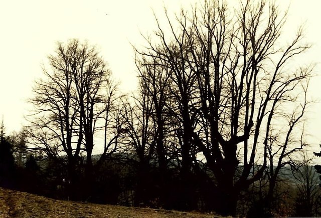 Die Lindengruppe oberhalb von Steyersberg.