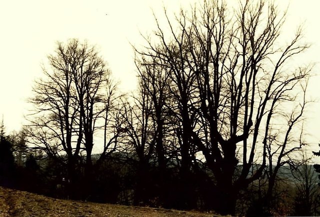 Die Lindengruppe oberhalb von Steyersberg. | Foto: NÖ Landesregierung