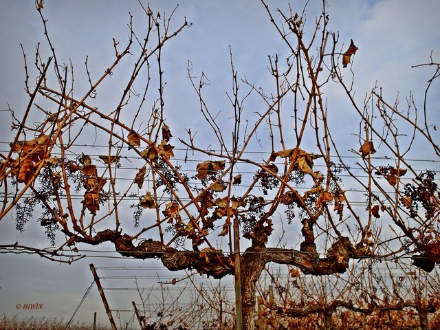 ... wurde hier bei der Weinlese von einem "Rüttler" - sprich Lesemaschine. Wie man sieht, bleibt das "Skelett" der Weintrauben auf den Zweigen.