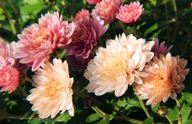 Chrysanthemen im Garten aufgenommen 20.11.2016