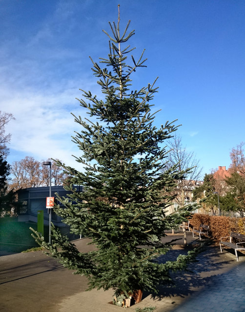 Aus dem Waldviertel in die Wohnsiedlung Schmelz. Der Weihnachtsbaum vor dem Rohrauerpark. Es fehlt nur noch der Weihnachtsschmuck.