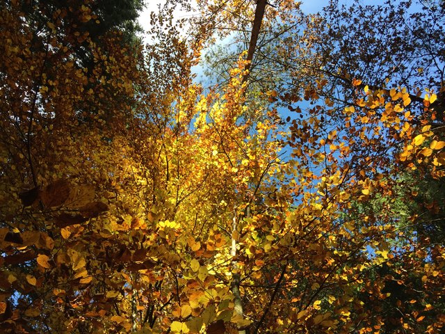 Mit leuchtenden Farben zeichnet der Herbst die Landschaft weich ...