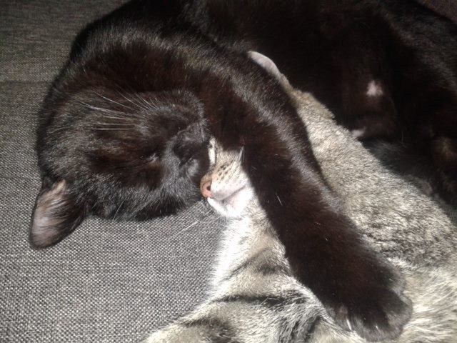 Salem, Gizmo & ich machen's uns im Winter schön gemütlich!