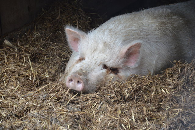 Minischwein Ludwig im Glück: Der Eber hat nochmal Schwein gehabt. Er darf am Jenichl-Hof bleiben und sein Leben genießen.