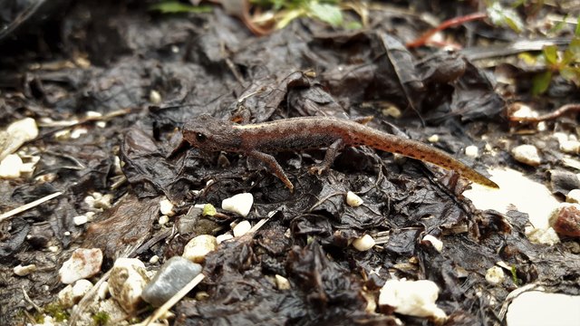 Ich bin 3 cm groß und suche einen Winterschutz im Blätterwerk des Waldes. Wer bin ich?